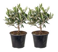 Bloomique - Lot de 2 - Olea Europaea - Olivier - Arbuste d’olivier - Plantes de jardin - Résistant au gel - Hauteur 30-40 cm - Pot 14 cm