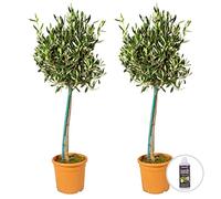 Bloomique - Lot de 2 - Olea Europaea - Olivier sur tige - Plantes de jardin - Résistant au gel - Engrais inclus - 80-100 cm de haut - Pot 19 cm