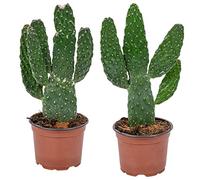 Bloomique - Lot de 2 - Opuntia Rubescens - Cactus raquette - Cactus raquette - Plantes d’intérieur - Hauteur 20-30 cm - Pot 12 cm