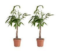 Bloomique - Lot de 2 - Pachira Aquatica - Arbre à argent - Cacao d'eau - Plantes d'intérieur - Purificateur d'air - Facile d'entretien - 80-90 cm de Haut - Pot 21cm
