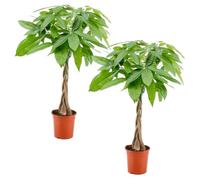 Bloomique - Lot de 2 - Pachira Aquatica - Arbre à monnaie - Cacaoyer d’eau - Plantes d’intérieur - Dépolluante - Entretien facile - Hauteur 60-70 cm - Pot 17 cm