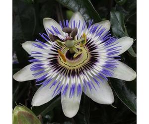 Bloomique - Lot de 2 - Passiflora caerulea - Fleur de la passion - Bleu & blanc - Plantes grimpantes - Plantes de jardin - Rustiques - 50-70 cm de haut - Pot 15 cm