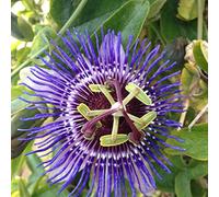 Bloomique - Lot de 2 - Passiflora 'Purple Haze' - Fleur de la passion - Violette - Plantes grimpantes - Plantes de jardin - Rustiques - 50-70 cm de haut - Pot 15 cm