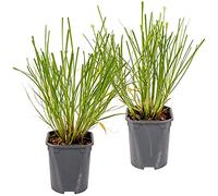 Bloomique - Lot de 2 - Pennisetum Hameln - Herbe aux écouvillons - Herbe ornementale - Plantes de jardin - Résistante au gel - 20-30 cm de haut - Pot 13 cm