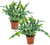 Bloomique - Lot de 2 - Phlebodium Blue Star - Fougère bleue - Plante d’intérieur - Dépolluante - Pet Friendly - 20-30 cm de Haut - Pot 12 cm