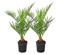 2x Phoenix Canariensis - Dattier des Canaries - Palmier - Rustique - ⌀15 cm - 50-70 cm