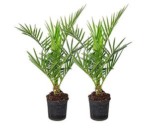Bloomique - Lot de 2 - Phoenix Canariensis - Palmier dattier des Canaries - Palmier rustique - Plantes de jardin - 50-70 cm de haut - Pot 15 cm