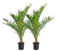 Bloomique - Lot de 2 - Phoenix Canariensis - Palmier des Canaries - Palmier rustique - Plantes de jardin - Hauteur 80-100 cm - Pot 19 cm