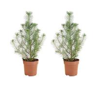 Bloomique - Lot de 2 - Pinus Pinea Silver Crest - Pin parasol - Pin - Sapin - Pour intérieur et extérieur - Rustique - Persistant - 20-30 cm de hauteur - Pot de 10,5 cm