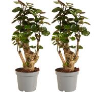 Bloomique - Lot de 2 - Polyscias Fabian - Aralia - Plantes d'intérieur - Purifiant l'air - Respectueux des animaux - Facile d'entretien - 30-40 cm de haut - Pot 12 cm