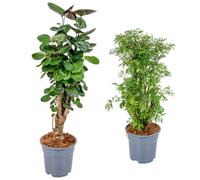Bloomique - Lot de 2 Polyscias - Fabian & Fruticosa - Aralia - Sans danger pour les animaux - Plantes d’intérieur - Hauteur 50-70 cm - Pot 17 cm