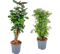 Bloomique - Lot de 2 Polyscias - Fabian & Fruticosa - Aralia - Sans danger pour les animaux - Plantes d’intérieur - Hauteur 50-70 cm - Pot 17 cm