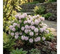 Bloomique - Lot de 2 - Rhododendron Bloombux rose - Rhododendron nain - Plantes jardin - Rustique - Persistant - Hauteur 30-40 cm - Pot 17 cm