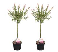 Bloomique - Lot de 2 - Salix integra 'Flamingo' - Saule panaché - Plantes de jardin - Rustiques - 60-80 cm de haut - Pot 17 cm