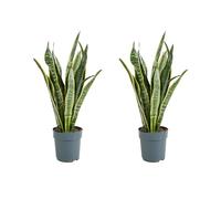 Bloomique - Lot de 2 - Sansevieria Laurentii - Langue de Belle-Mère - Plantes d’intérieur - Dépolluante - Très facile à entretenir - Hauteur 30-40 cm - Pot 12 cm