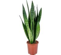 Bloomique - Lot de 2 - Sansevieria Laurentii - Langue de belle-mère - Plantes d’intérieur - Dépolluantes - Très facile d’entretien - Hauteur 50-70 cm - Pot 17 cm