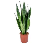 Bloomique - Lot de 2 - Sansevieria Laurentii - Langue de belle-mère - Plantes d’intérieur - Dépolluantes - Très facile d’entretien - Hauteur 50-70 cm - Pot 17 cm