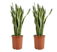 Bloomique - Lot de 2 - Sansevieria Laurentii - Langue de belle-mère - Plantes d'intérieur - Purifiant l'air - Très facile d'entretien - Pot 21 cm - Hauteur 70-90 cm