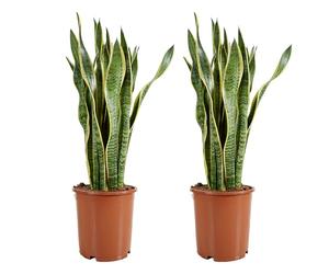 Bloomique - Lot de 2 - Sansevieria Laurentii - Langue de belle-mère - Plantes d'intérieur - Purifiant l'air - Très facile d'entretien - Pot 21 cm - Hauteur 70-90 cm