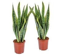 Bloomique - Lot de 2 - Sansevieria 'Laurentii' XL - Langue de belle-mère - Succulente - Facile à entretenir - Hauteur 55-65 cm