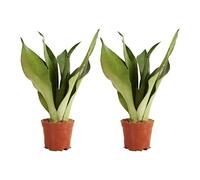 Bloomique - Lot de 2 - Sansevieria Moonshine - Langue de belle-mère - Plantes d'intérieur - Purificateur d'air - Très facile d'entretien - 30-40 cm de haut - Pot de 12 cm
