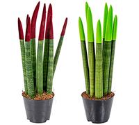 Bloomique - Lot de 2 - Sansevieria Velvet Touch - Langue de belle-mère - Plantes d’intérieur - Dépolluantes - Très facile à entretenir - 20-30 cm de haut - Pot 9 cm