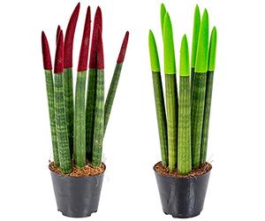 Bloomique - Lot de 2 - Sansevieria Velvet Touch - Langue de belle-mère - Plantes d’intérieur - Dépolluantes - Très facile à entretenir - Hauteur 20-30 cm - Pot 9 cm