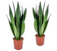 Bloomique - Lot de 2 - Sansevieria Zeylanica - Langue de belle-mère - Plantes d’intérieur - Dépolluantes - Très facile d’entretien - Hauteur 50-70 cm - Pot 17 cm