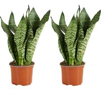 Bloomique - Lot de 2 - Sansevieria Zeylanica - Langue de Dame - Plantes d'intérieur - Purifiant l'air - Très facile d'entretien - Pot 12 cm - 30-40 cm de haut