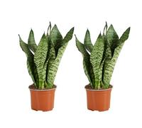 Bloomique - Lot de 2 - Sansevieria Zeylanica - Langue de Dame - Plantes d'intérieur - Purifiant l'air - Très facile d'entretien - Pot 12 cm - 30-40 cm de haut
