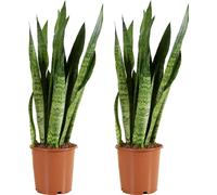 Bloomique - Lot de 2 - Sansevieria Zeylanica - Langue de Dame - Plantes d'intérieur - Purifiant l'air - Très facile d'entretien - 80-100 cm de haut - Pot 21 cm