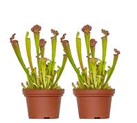 Bloomique - Lot de 2 - Sarracenia Juthatip Soper - Plante Trompette - Plante Carnivore - Plantes d’intérieur - 10-20 cm de Haut - Pot 12 cm