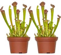 Bloomique - Lot de 2 - Sarracenia Juthatip Soper - Plante Trompette - Plante Carnivore - Plantes d’intérieur - 10-20 cm de Haut - Pot 12 cm