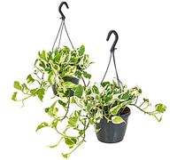 Bloomique - Lot de 2 Scindapsus N-Joy - Lierre du Diable - Plantes suspendues ou grimpantes - Dépolluantes - Entretien facile - 20-30 cm - Pot Ø15 cm