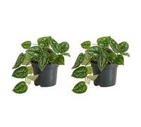 Bloomique - Lot de 2 - Scindapsus Pictus - Silvervine - Plante suspendue - Convient également comme plante grimpante - Purificateur d'air - Facile d'entretien - 15-20 cm de haut - Pot 12 cm