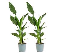 Bloomique - Lot de 2 - Strelitzia Reginae - Plante Oiseau du Paradis - Fleur Oiseau du Paradis - Plantes d'intérieur - Purificateur d'air - Facile d'entretien - Hauteur 60-80 cm - Pot 19 cm