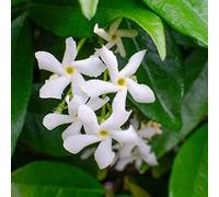 Bloomique - Lot de 2 - Trachelospermum jasminoides - Jasmin étoilé blanc - Plantes grimpantes - Plantes de jardin - Persistantes - Rustiques - 50-70 cm de haut - Pot 15 cm