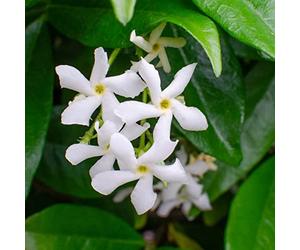 Bloomique - Lot de 2 - Trachelospermum jasminoides - Jasmin étoilé blanc - Plantes grimpantes - Plantes de jardin - Persistantes - Rustiques - Hauteur 50-70 cm - Pot 15 cm