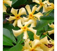 Bloomique - Lot de 2 - Trachelospermum jasminoides - Jasmin étoilé jaune - Plantes grimpantes - Plantes de jardin - Persistantes - Rustiques - 50-70 cm de haut - Pot 15 cm