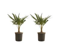 Bloomique - Lot de 2 - Trachycarpus Fortunei - Palmier chanvre - Plantes de jardin - Rustique - 50-70 cm de haut - Pot 19 cm
