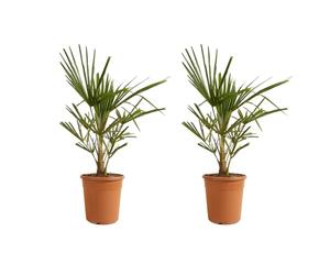 Bloomique - Lot de 2 - Trachycarpus Fortunei - Palmier chanvre - Plantes de jardin - Rustique - 60-80 cm de haut - Pot 21 cm