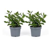 Bloomique - Lot de 2 - Viburnum Tinus 'Gwenllian' - Boule de neige - Arbuste - Plante de jardin - Boutons roses, fleurs blanches - Rustique - Persistant - Hauteur 25-30 cm - Pot 17 cm