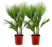 2x Washingtonia Robusta - Palmier Mexicain - Palmier Extérieur - Persistant - ⌀21 cm - 80-100 cm