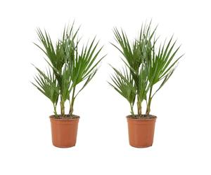 Bloomique - Lot de 2 - Washingtonia Robusta - Palmier éventail mexicain - Palmier rustique - Plantes de jardin - Hauteur 50-60 cm - Pot 14 cm