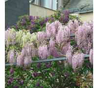 Bloomique - Lot de 2 - Wisteria floribunda 'Rosea' - Glycine rose - Plantes grimpantes - Plantes de jardin - Rustiques - 50-70 cm de haut - Pot 15 cm