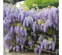 Bloomique - Lot de 2 - Wisteria sinensis 'Prolific' - Glycine bleue - Plantes grimpantes - Plantes de jardin - Rustiques - 50-70 cm de haut - Pot 15 cm