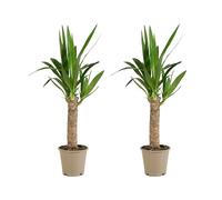 Bloomique - Lot de 2 - Yucca Elephantipes - Lis des palmiers - Plantes d'intérieur - Purifiant l'air - Facile d'entretien - Pot 12cm - Hauteur 35-45 cm