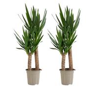 Bloomique - Lot de 2 - Yucca Elephantipes - Lys Palmier - Plantes d'intérieur - Purifiant l'air - Facile d'entretien - Pot 21cm - 80-90cm de Haut