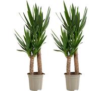Bloomique - Lot de 2 - Yucca Elephantipes - Lys Palmier - Plantes d'intérieur - Purifiant l'air - Facile d'entretien - Pot 21cm - 80-90cm de Haut
