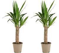 Bloomique - Lot de 2 - Yucca Elephantipes - Lys Palmier - Plantes d'intérieur - Purifiant l'air - Facile d'entretien - Pot 12cm - 35-45cm de Haut